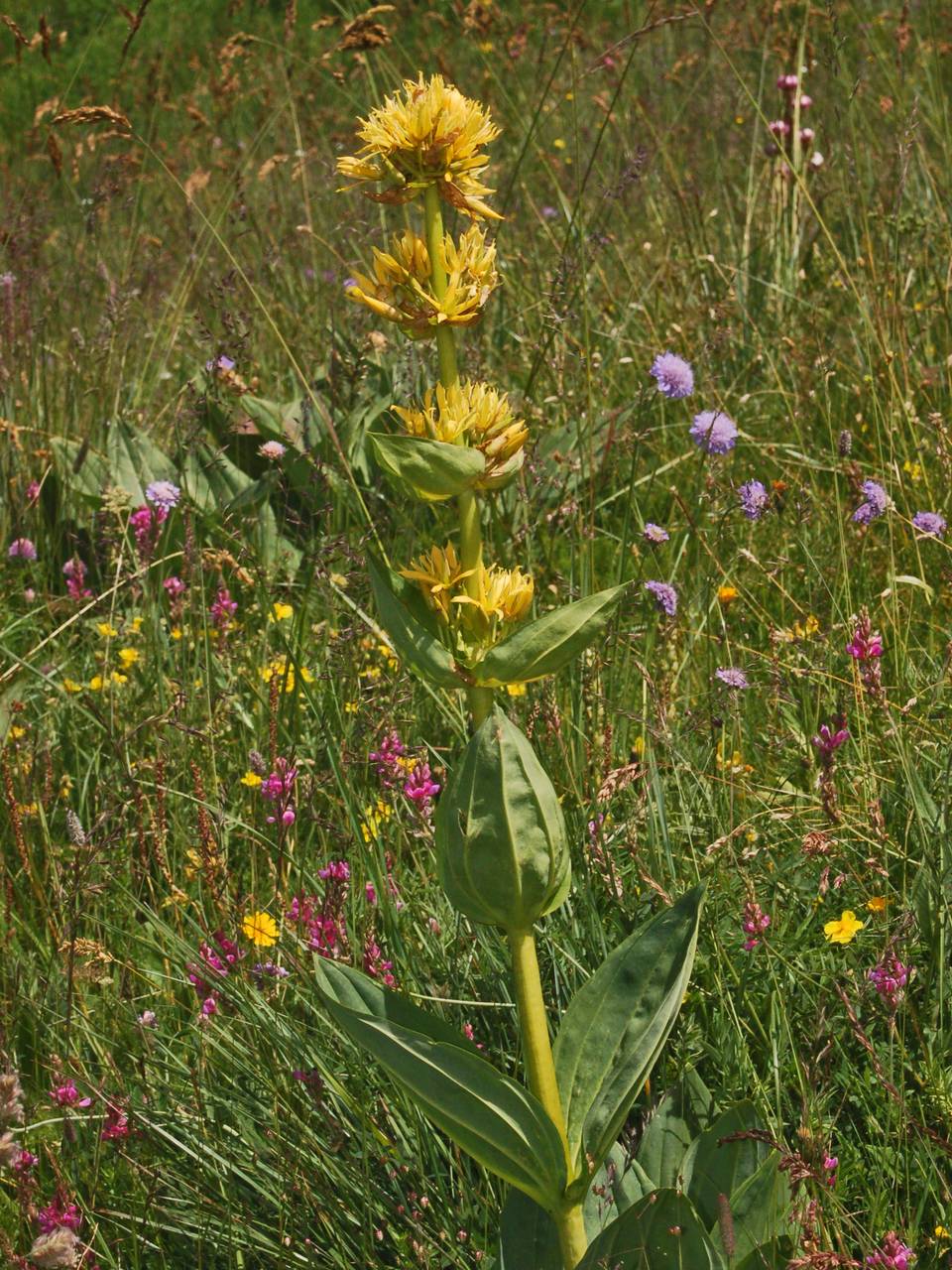 Gentiana lutea / Genziana maggiore